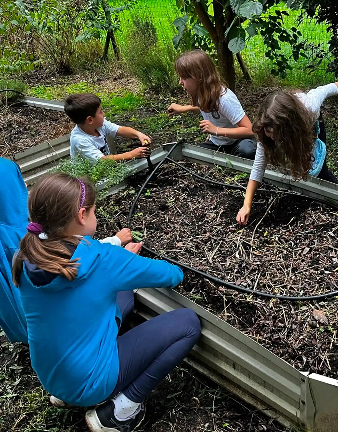 Gruppo di 5 bambini con felpe azzurre della scuola IST accovacciati intorno a un'aiuola rialzata con pacciamatura e sistema di irrigazione con tubi neri